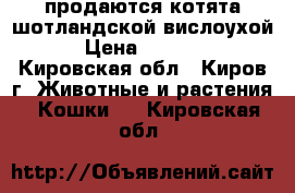 продаются котята шотландской вислоухой › Цена ­ 3 000 - Кировская обл., Киров г. Животные и растения » Кошки   . Кировская обл.